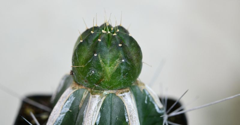 Echinocereus knippelianus top-down view of plant body