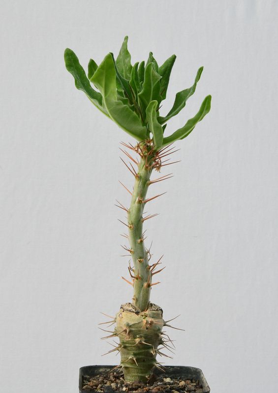 Pachypodium Arid Lands