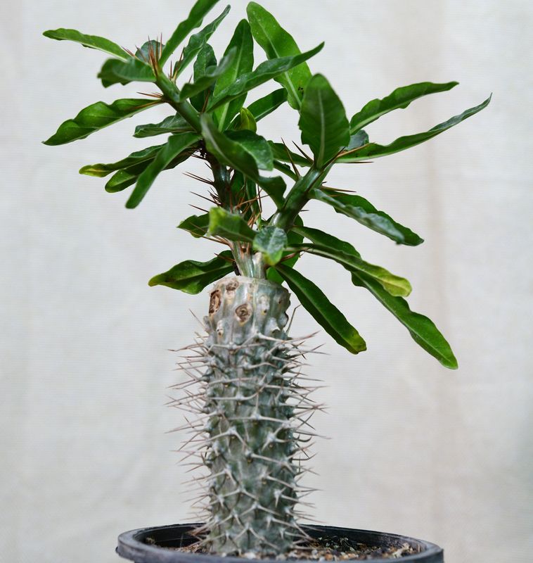 Pachypodium Arid Lands potted plant full view