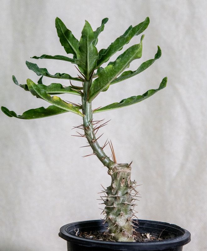 Pachypodium Arid Lands young plant with spiny trunk