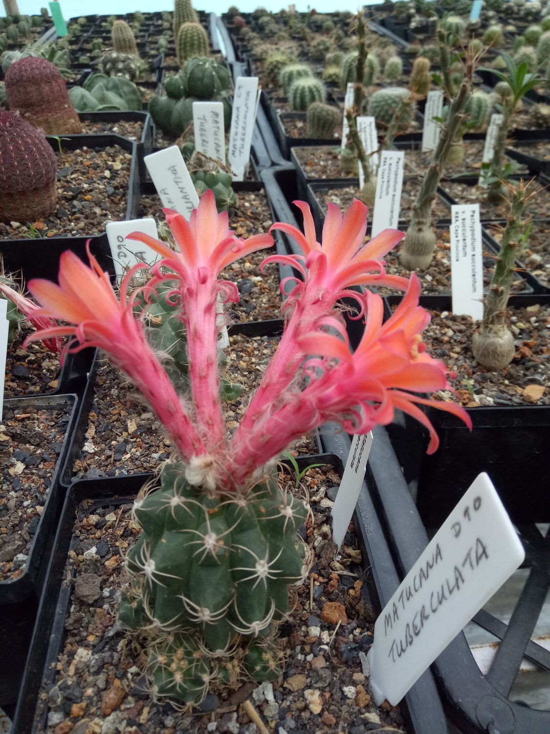 Matucana tuberculata in bloom with red flowers