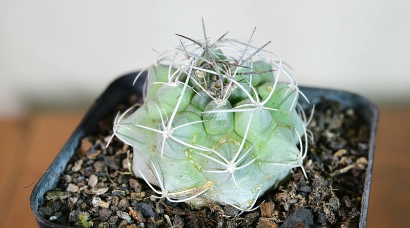 Matucana tuberculata close-up top-down view