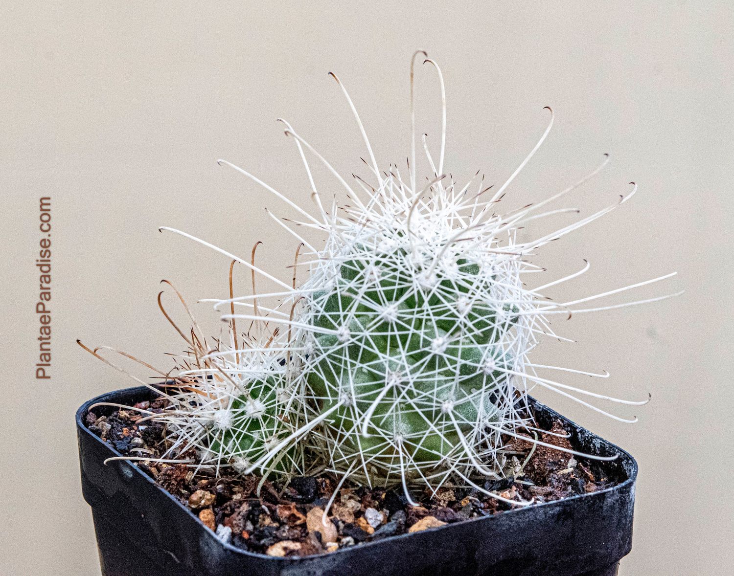 Cochemiea Setispina in pot, full plant view
