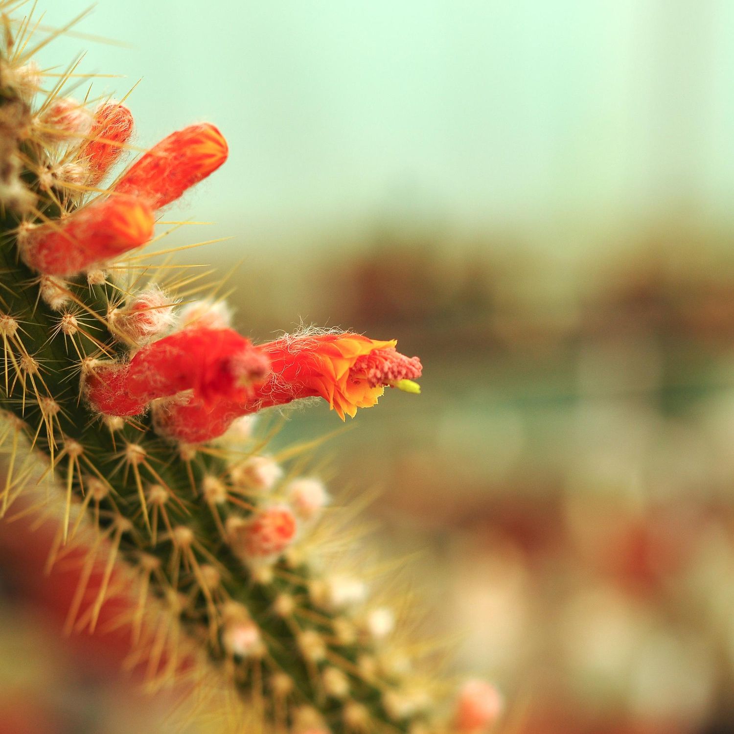 Cleistocactus Baumannii