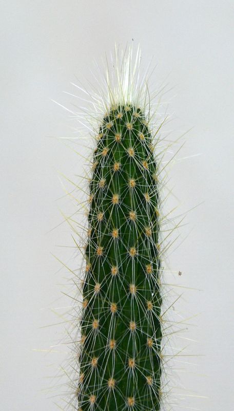 Cleistocactus baumannii top view of columnar form
