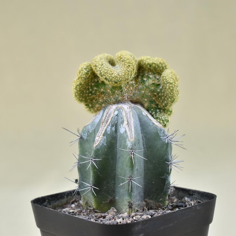 Mammillaria elongata crest