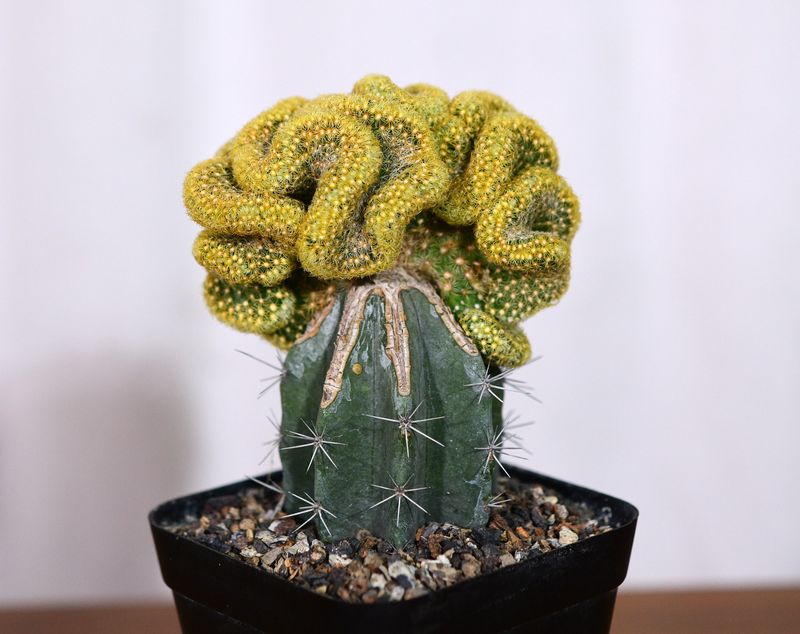 Mammillaria elongata crest front view