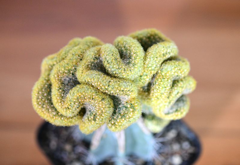 Mammillaria elongata crest close-up crest crown
