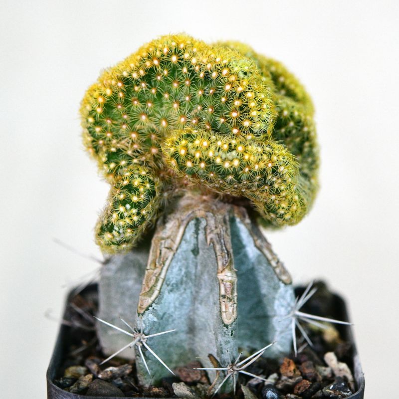 Mammillaria elongata crest Mammillaria elongata crest