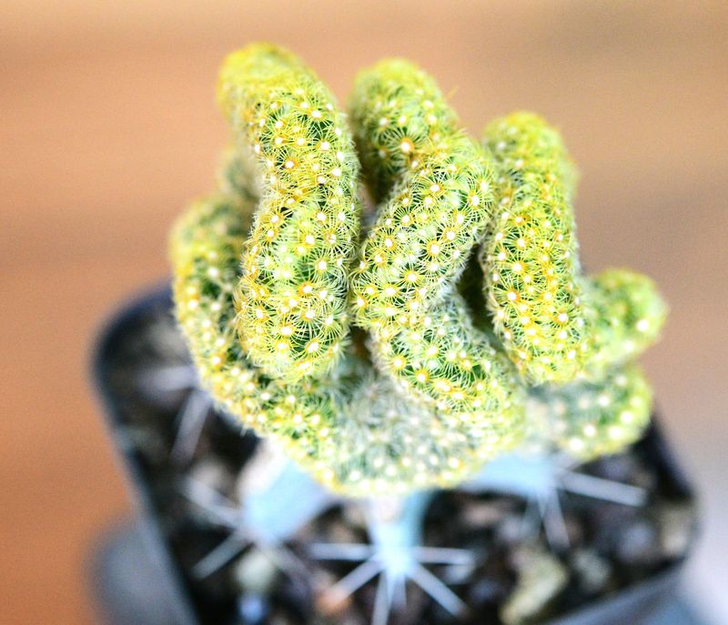 Mammillaria elongata crest