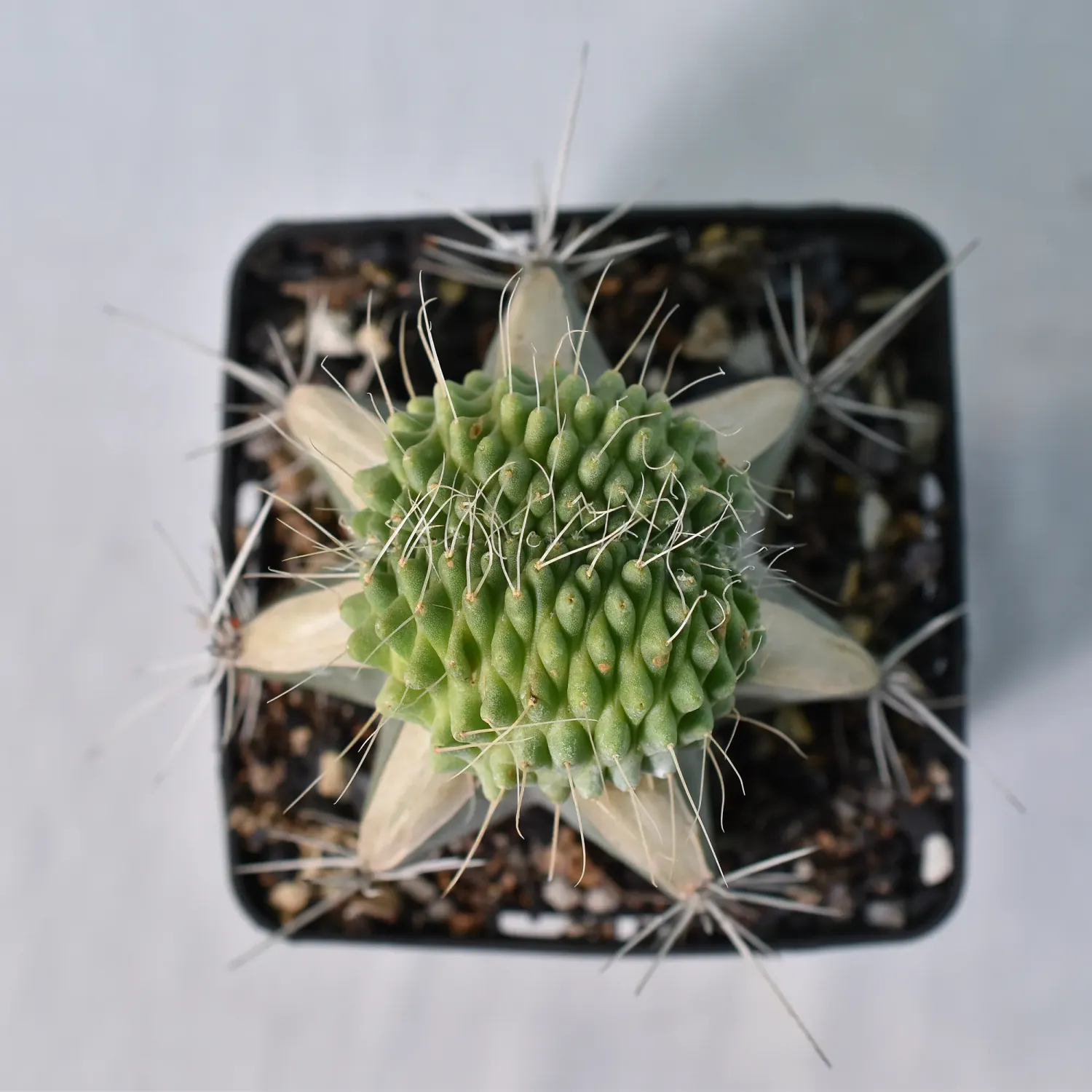 Mammillaria spinosissima cv. 'Un Pico'  crest