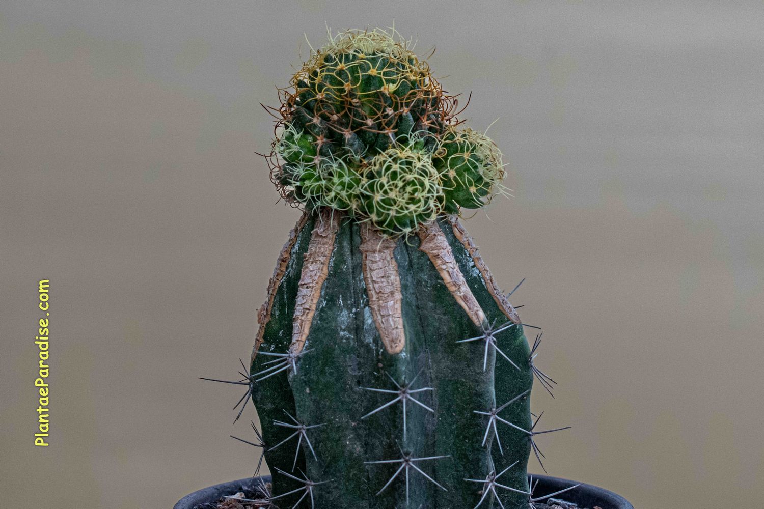 Mammillaria Camptotricha Cv. Curvispina