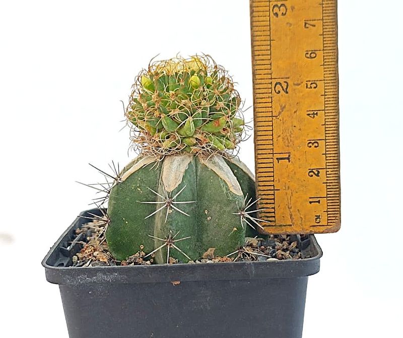 Mammillaria camptotricha Cv. Curvispina with ruler for size reference