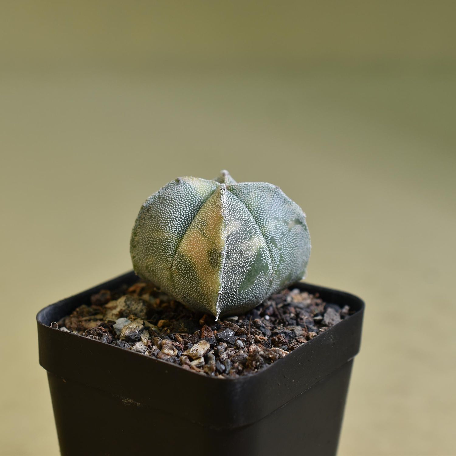 Astrophytum myriostigma Quadricostatum Variegated