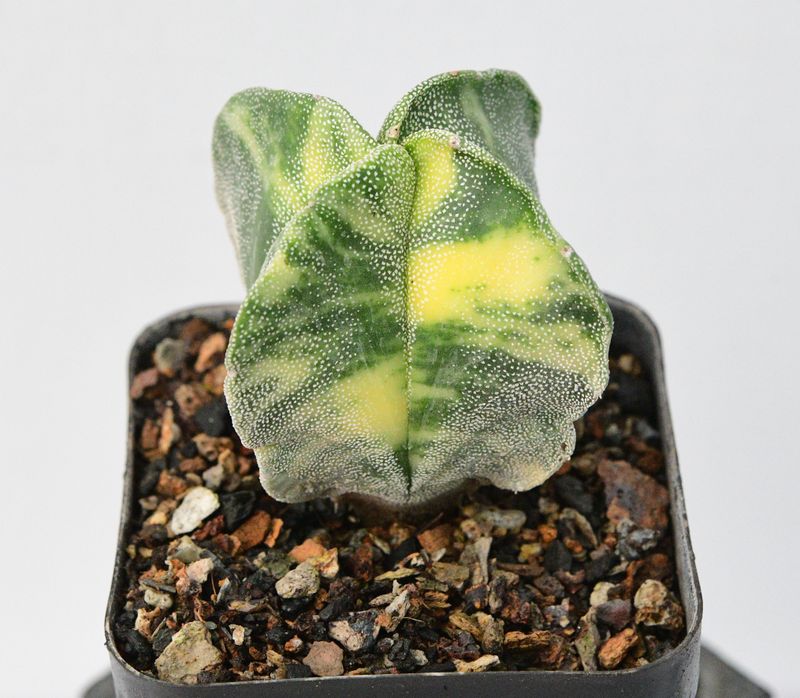 Astrophytum myriostigma Quadricostatum Variegated