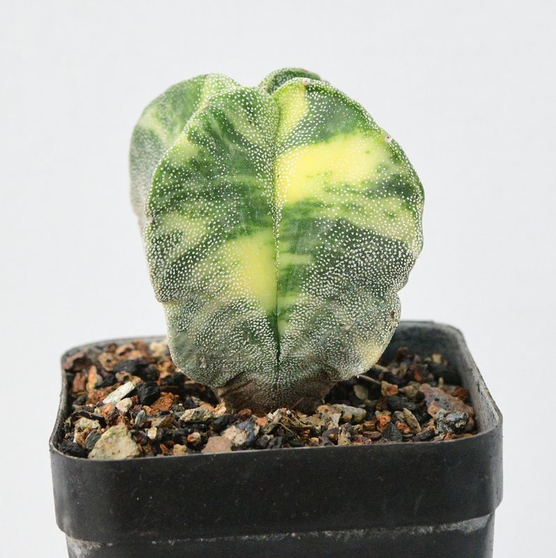 Astrophytum myriostigma Quadricostatum Variegated