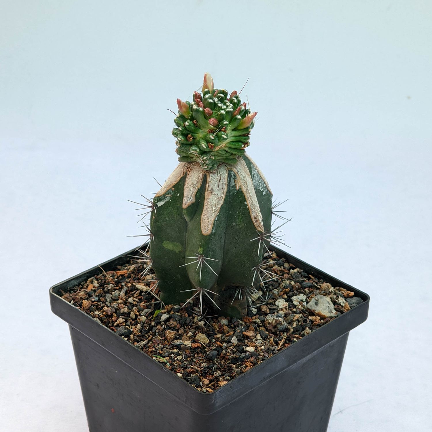 Mammillaria painteri forma mostruosa