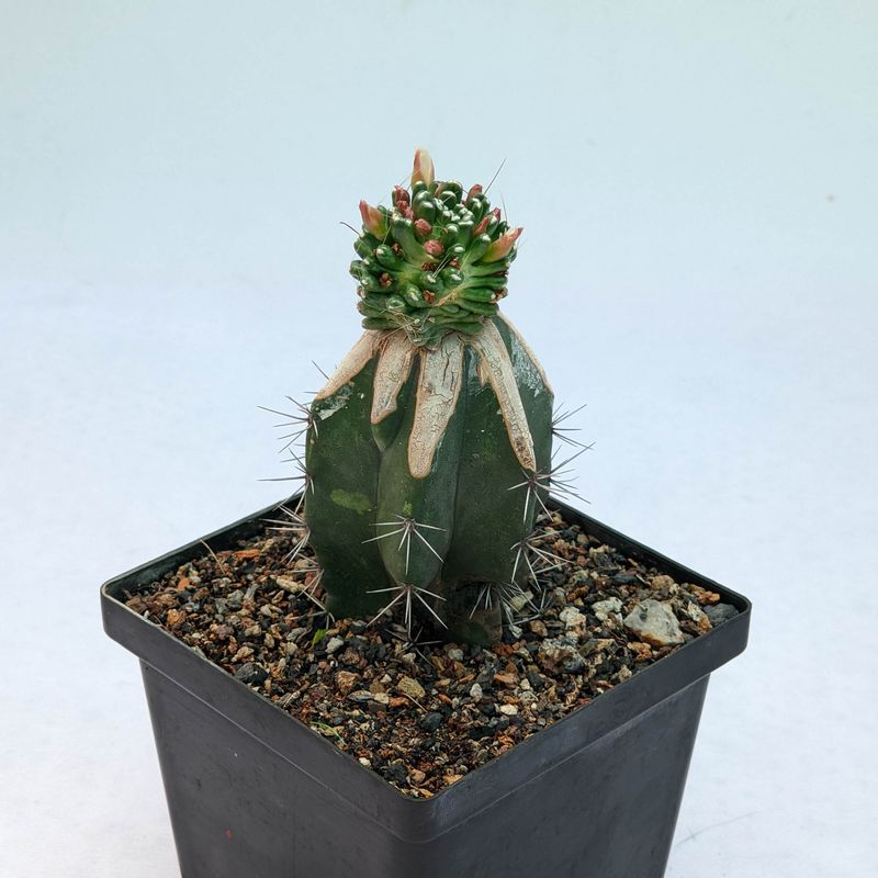 Mammillaria painteri forma mostruosa