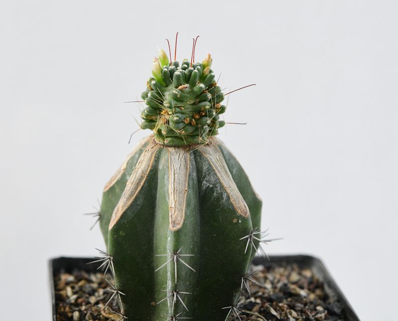 Mammillaria painteri forma mostruosa front view