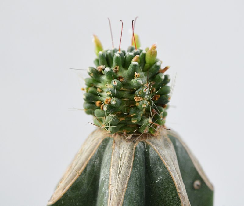 Mammillaria painteri forma mostruosa close-up crown