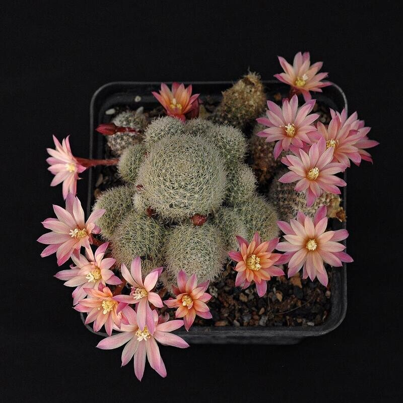 Rebutia cv Celebration (Grafted) in bloom, nursery tray