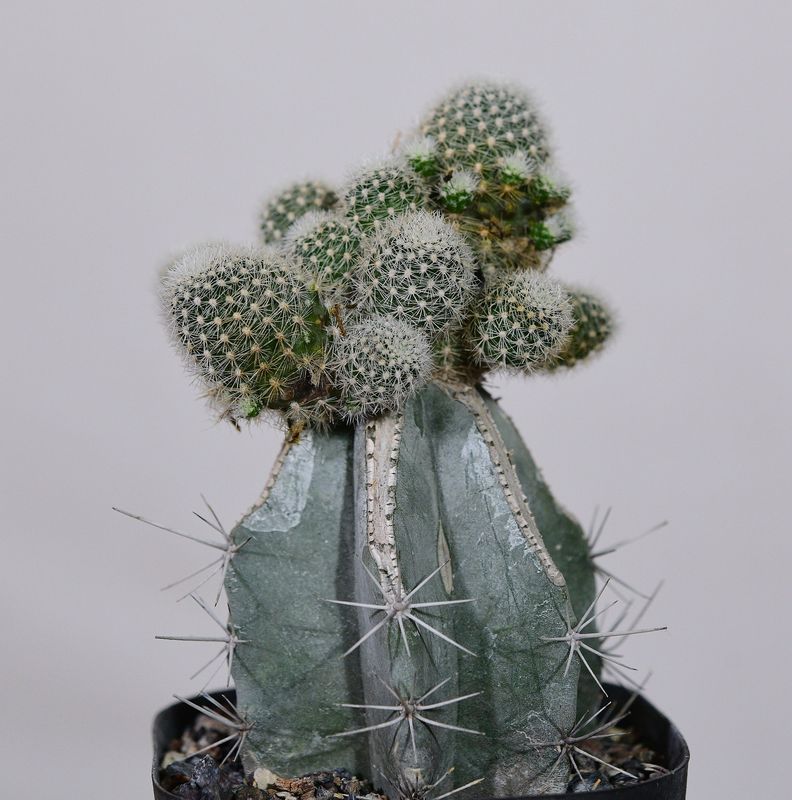 Rebutia cv Celebration (Grafted) grafted plant