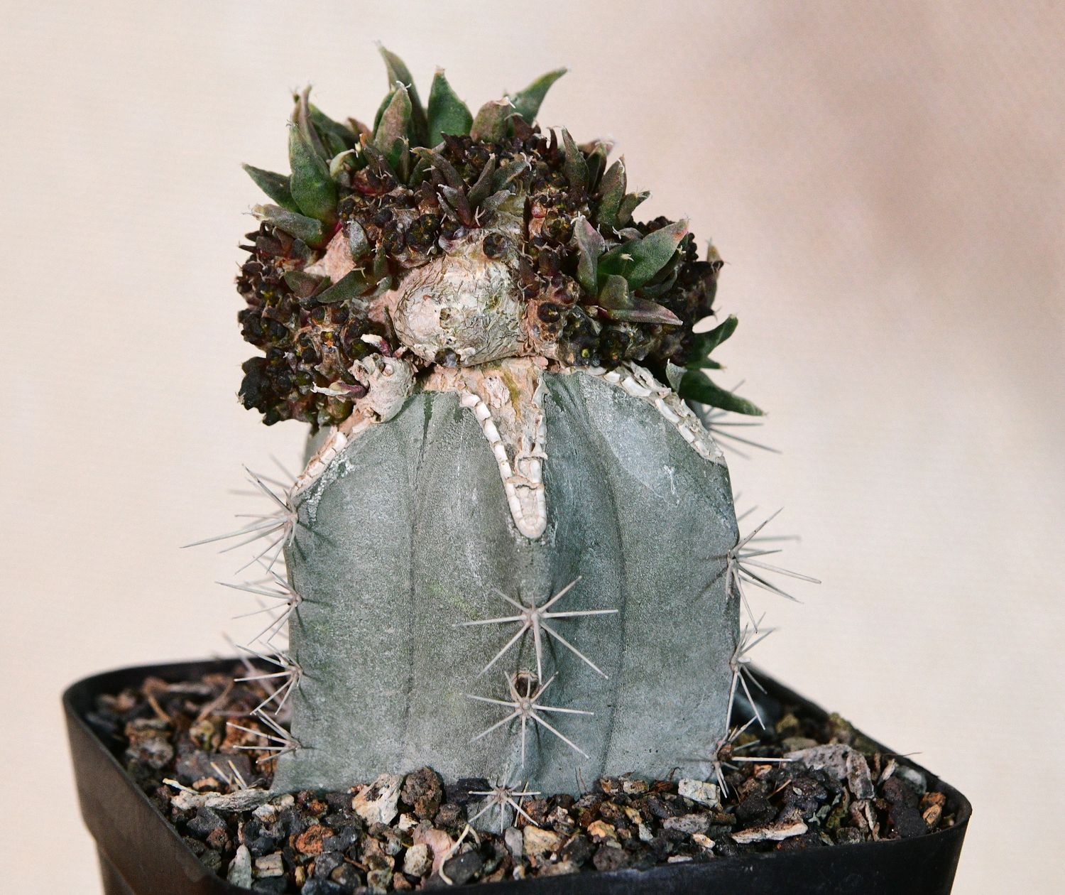 Ariocarpus retusus Monstrose Crest