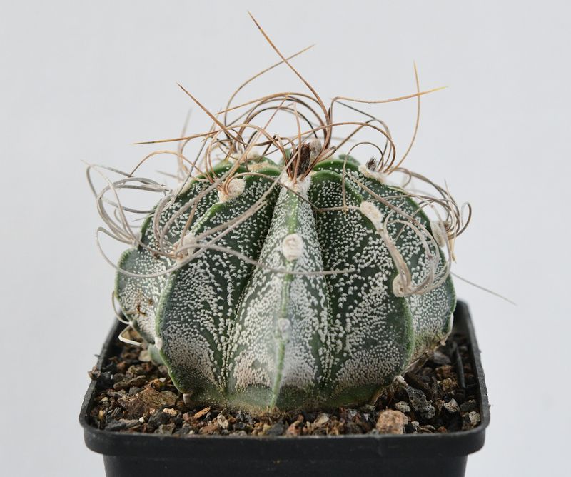 Astrophytum capricorne ssp. senile