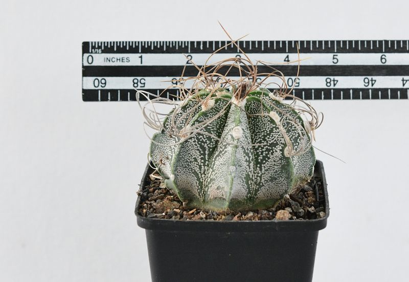 Astrophytum capricorne ssp. senile