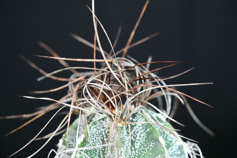 Astrophytum capricorne ssp. senile angled view