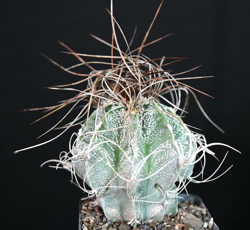 Astrophytum capricorne ssp. senile Astrophytum capricorne ssp. senile front view