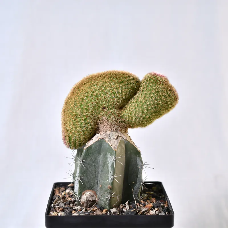 Echinocereus Rigidissimus Var. Rubrispinus Crest