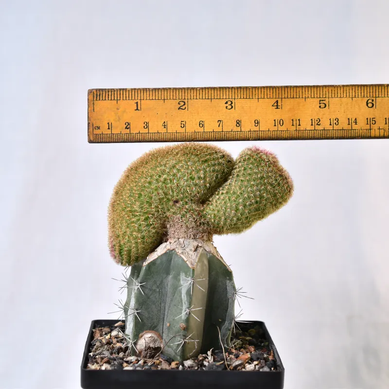 Echinocereus Rigidissimus Var. Rubrispinus Crest