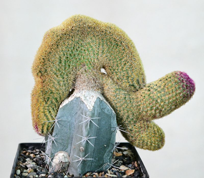 Echinocereus Rigidissimus Var. Rubrispinus Crest top-down view