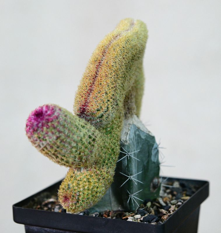 Echinocereus Rigidissimus Var. Rubrispinus Crest upright side angle
