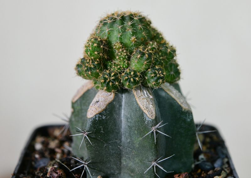 Echinopsis hybrid SY3 front view in pot