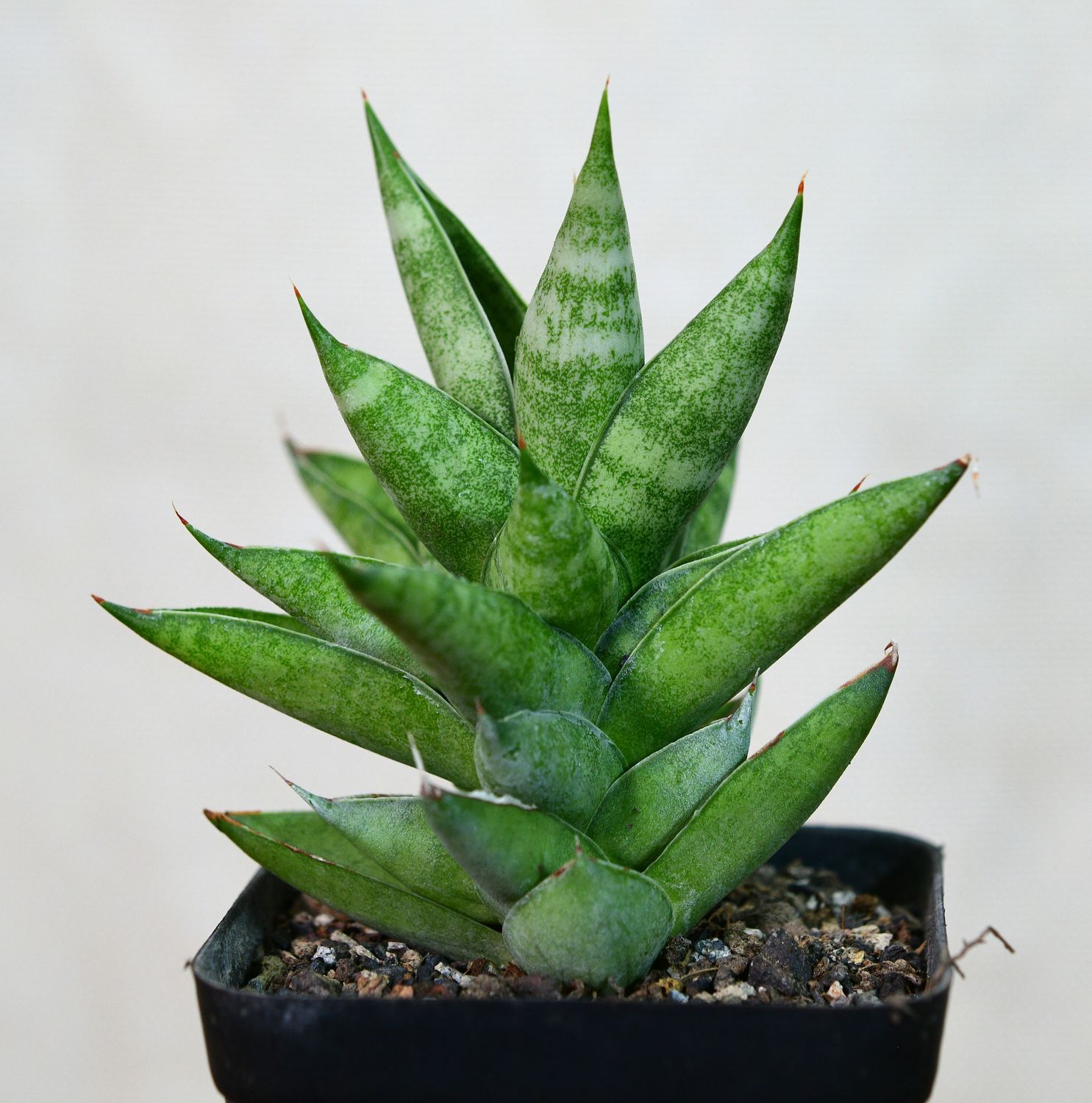 Sansevieria hybrid Pagoda Sansevieria hybrid Pagoda in pot showing full plant