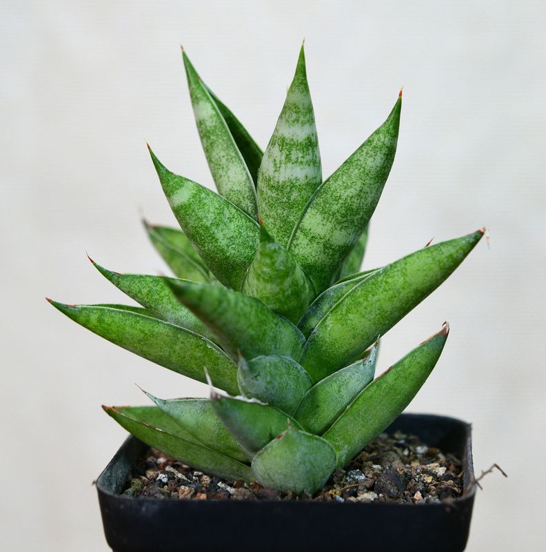 Sansevieria hybrid Pagoda in pot showing full plant