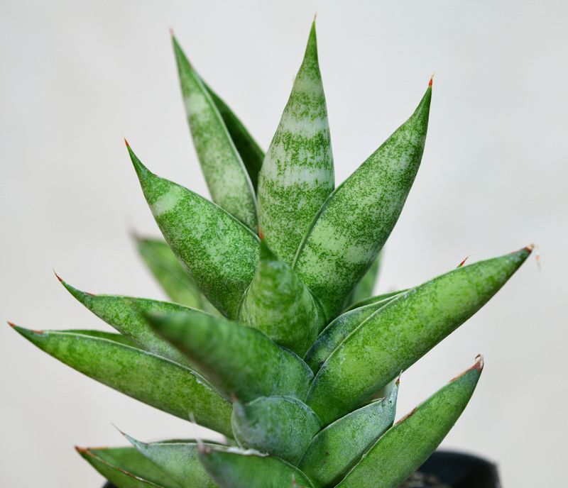 Sansevieria hybrid Pagoda close-up detail view