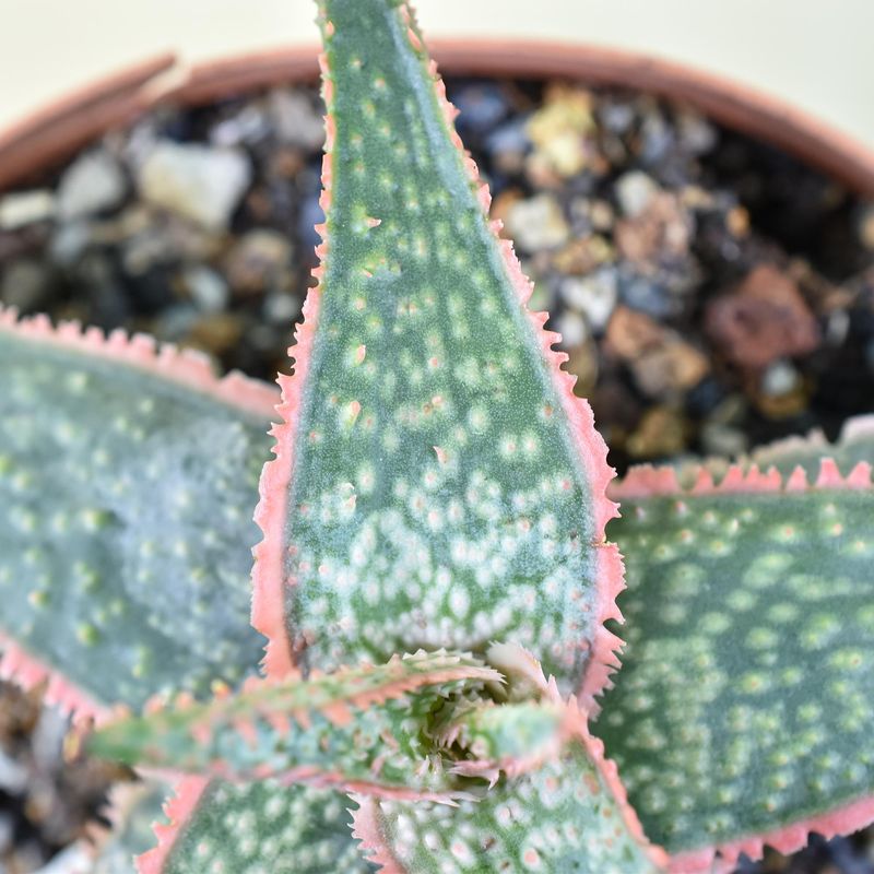 Aloe 'Green Sand'