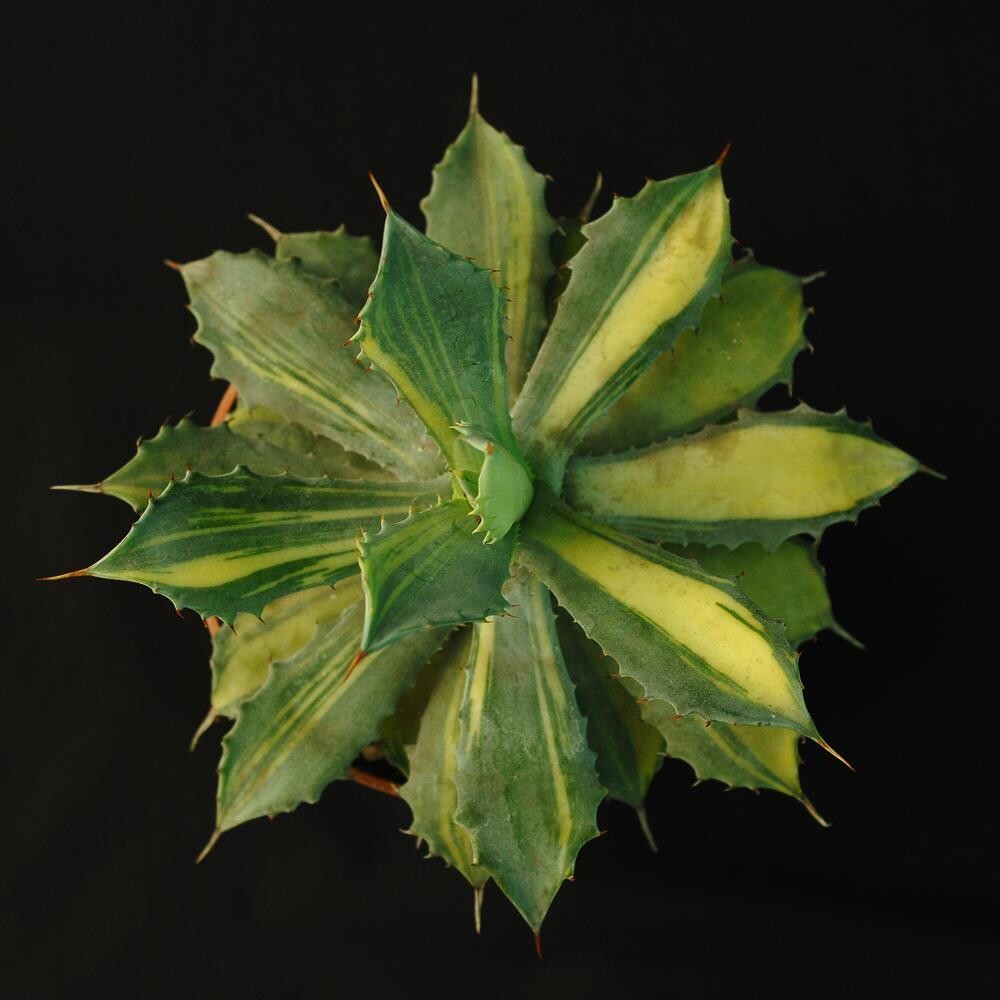 Agave Isthemensis Variegated Striata Agave Isthemensis Variegated Striata top-down view