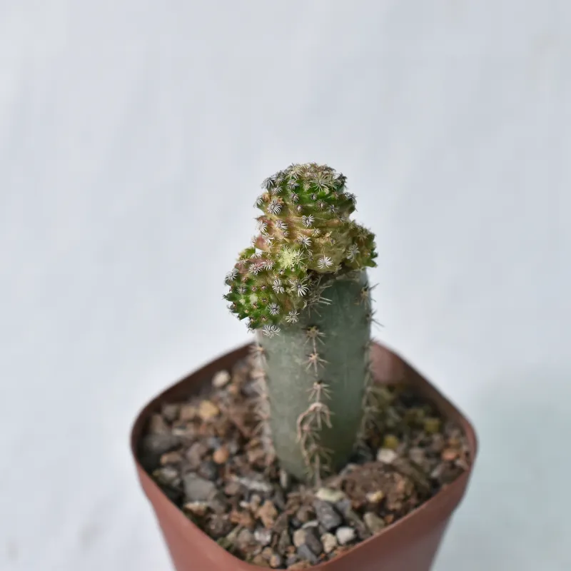 Mammillaria hernandezii (Grafted) front view