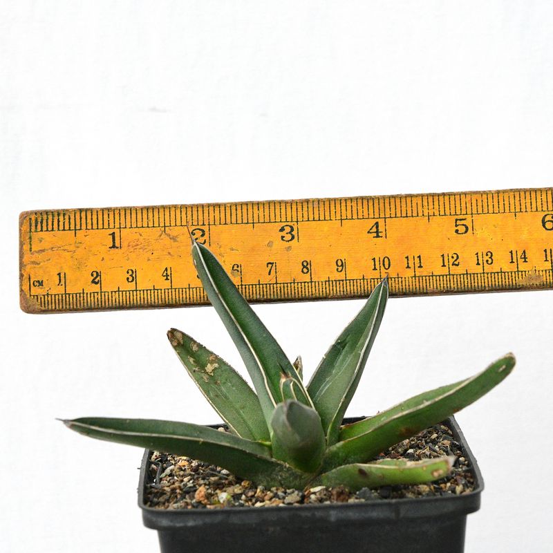 Agave Ferdinandi-Regis A.Berger