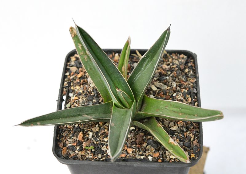 Agave Ferdinandi-Regis A.Berger