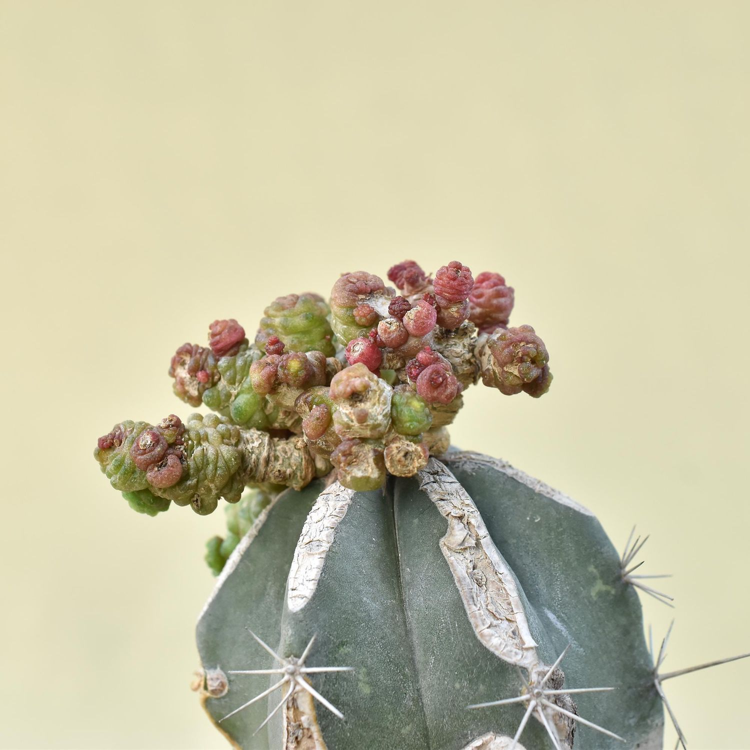 Mammillaria Bocasana Cv. 'Fred' Grafted