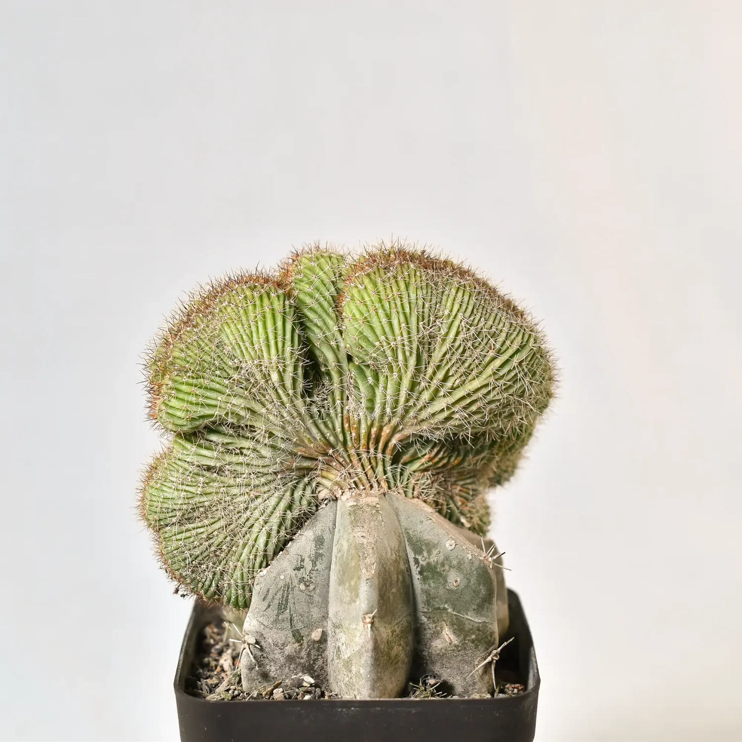 Echinopsis multiplex crest