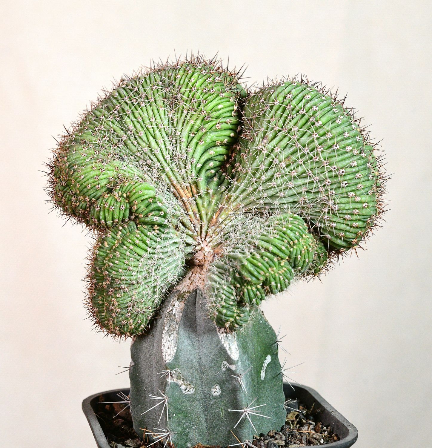 Echinopsis multiplex crest full plant view in pot