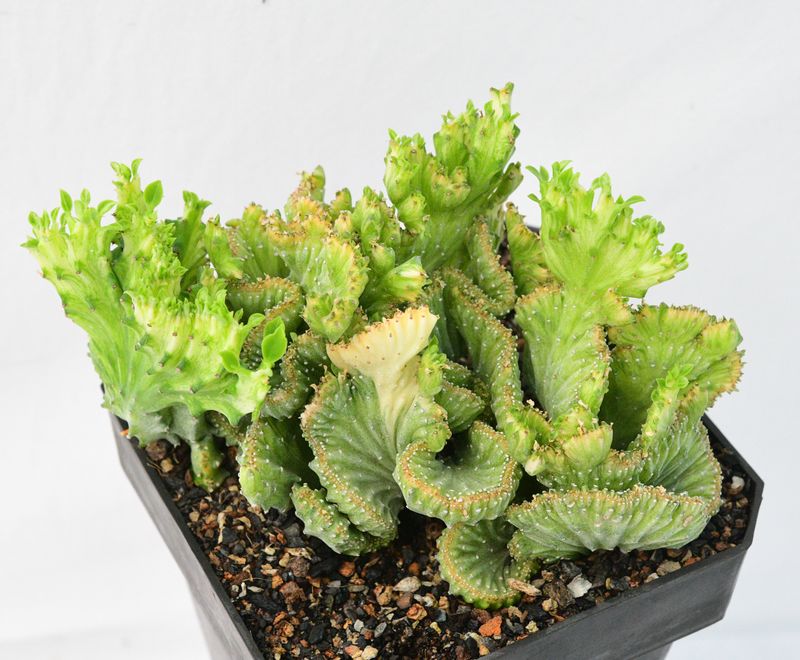 Euphorbia lactea mint variegation crest Rooted