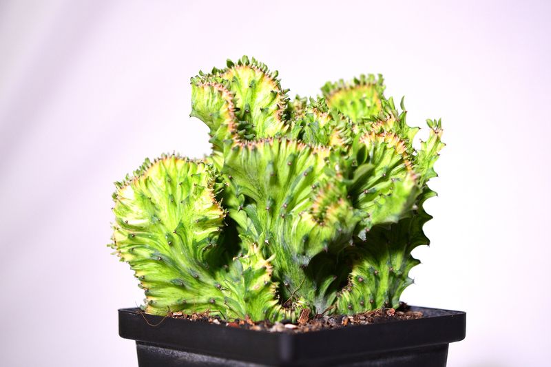 Euphorbia lactea mint variegation crest Rooted