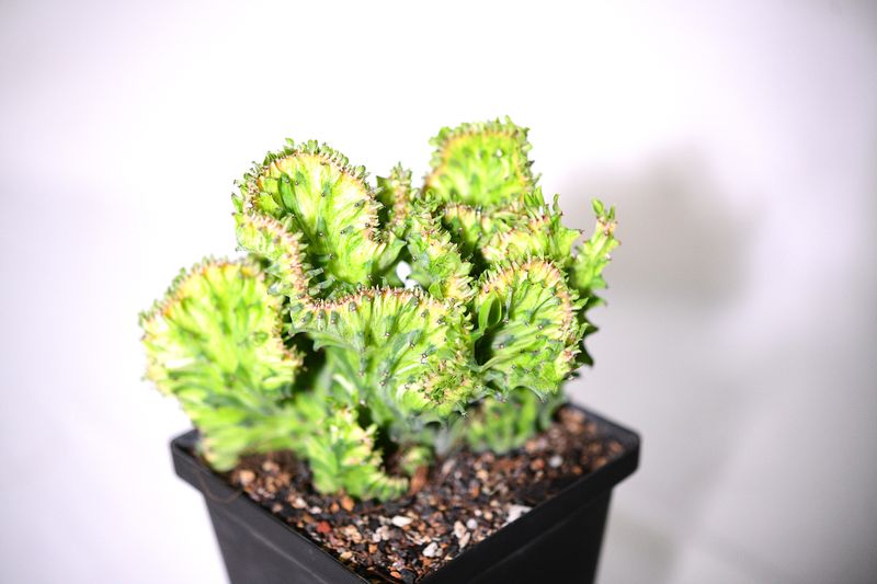 Euphorbia lactea mint variegation crest Rooted